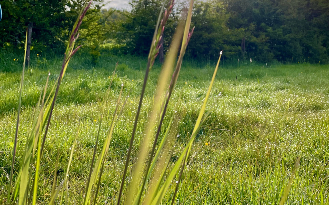 Gras in the sun