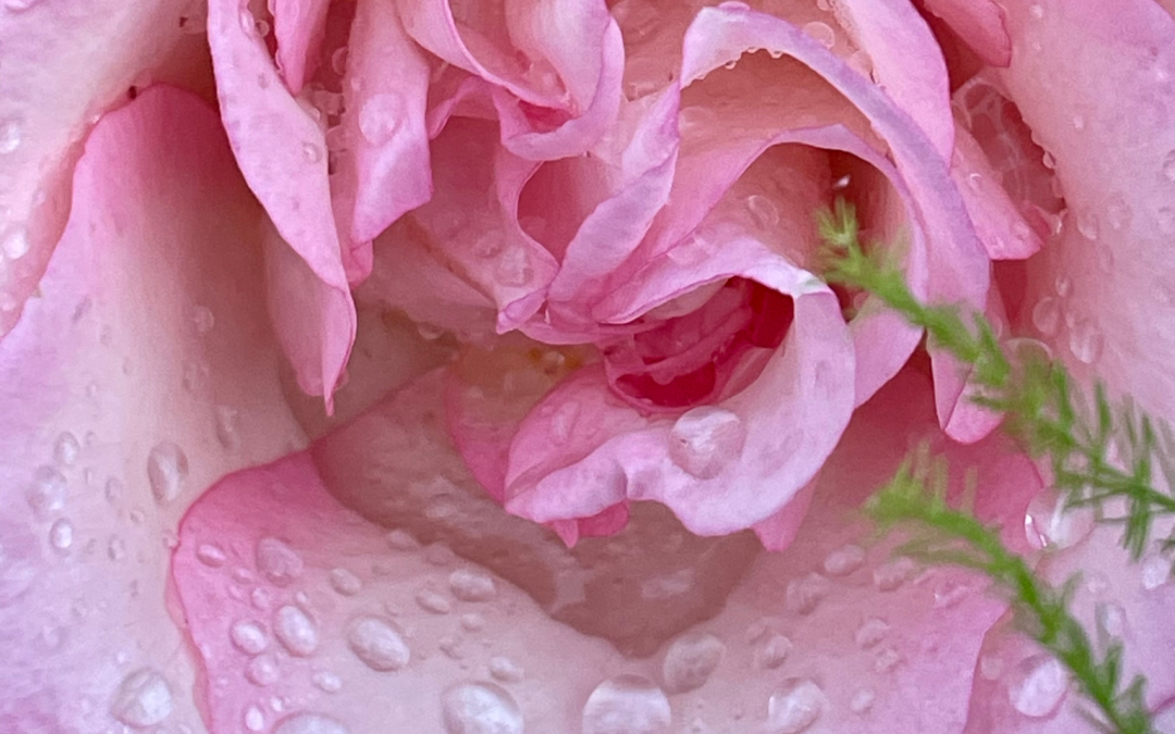 Pink rose covered in rain drops.