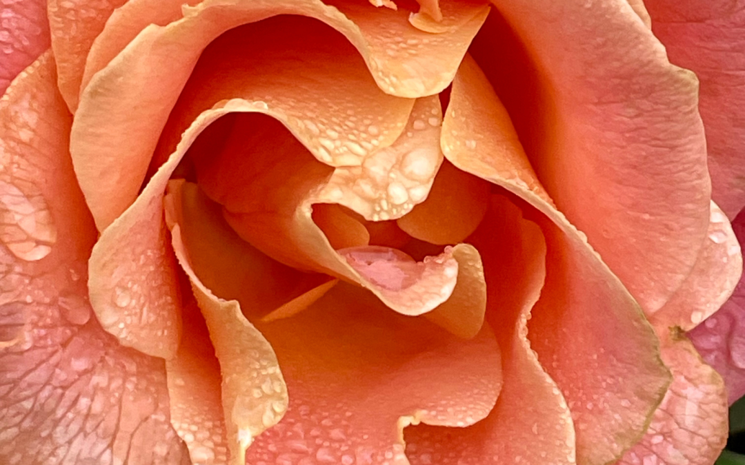 A peach colored rose, up close