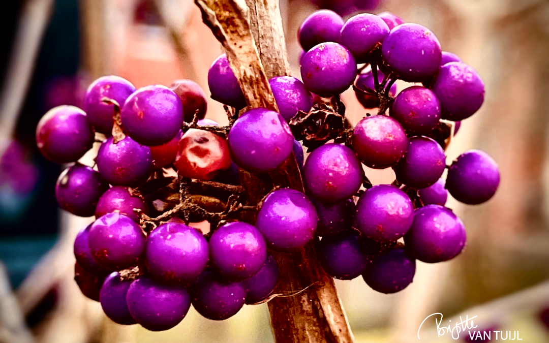 Purple berries up close