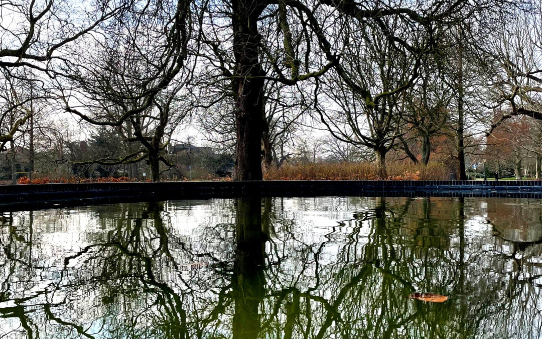 A tree reflected in a pond.