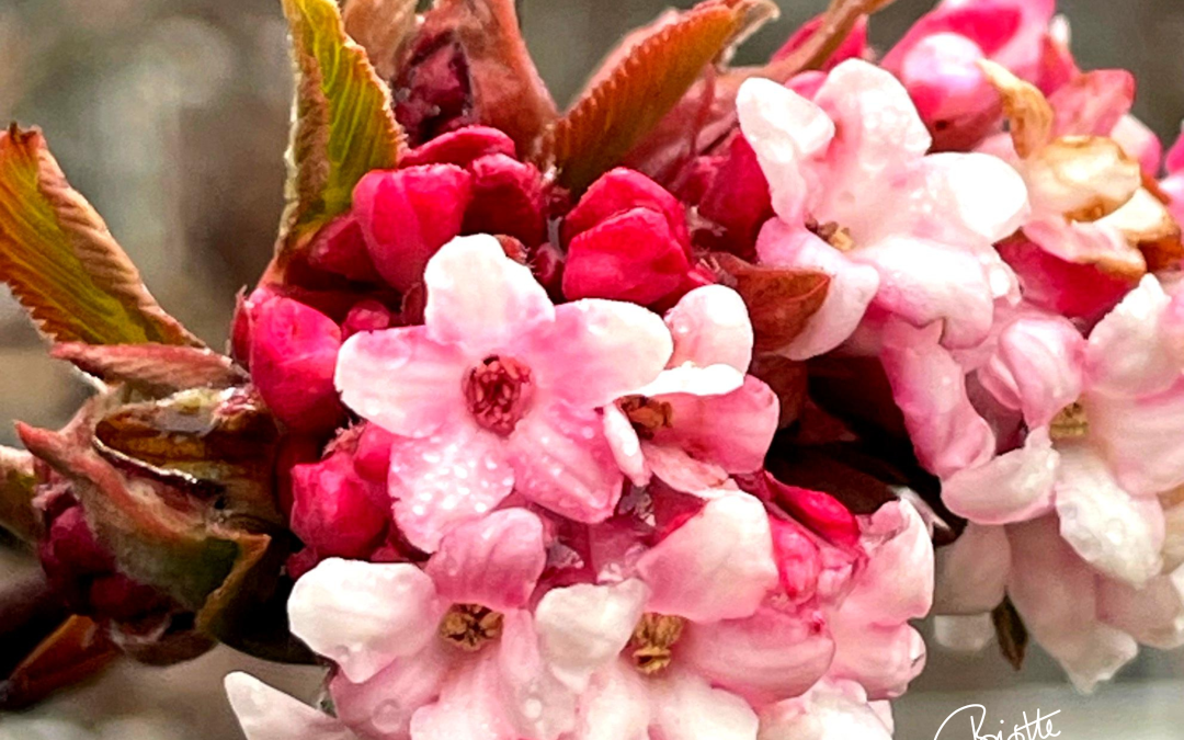 Small flowers up close.