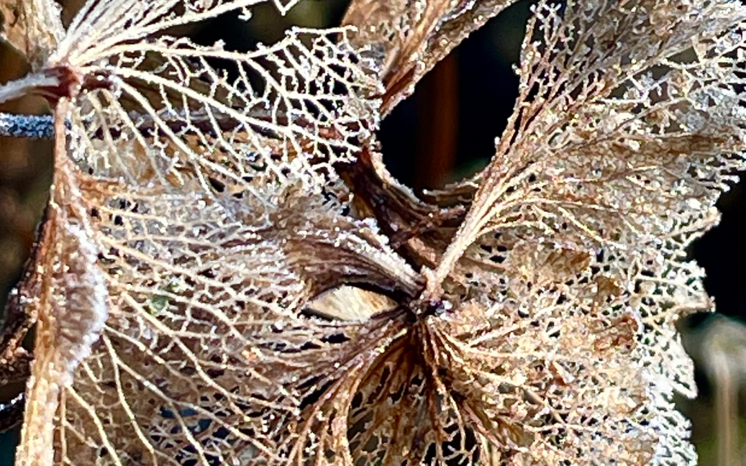 Dead flowers, up close