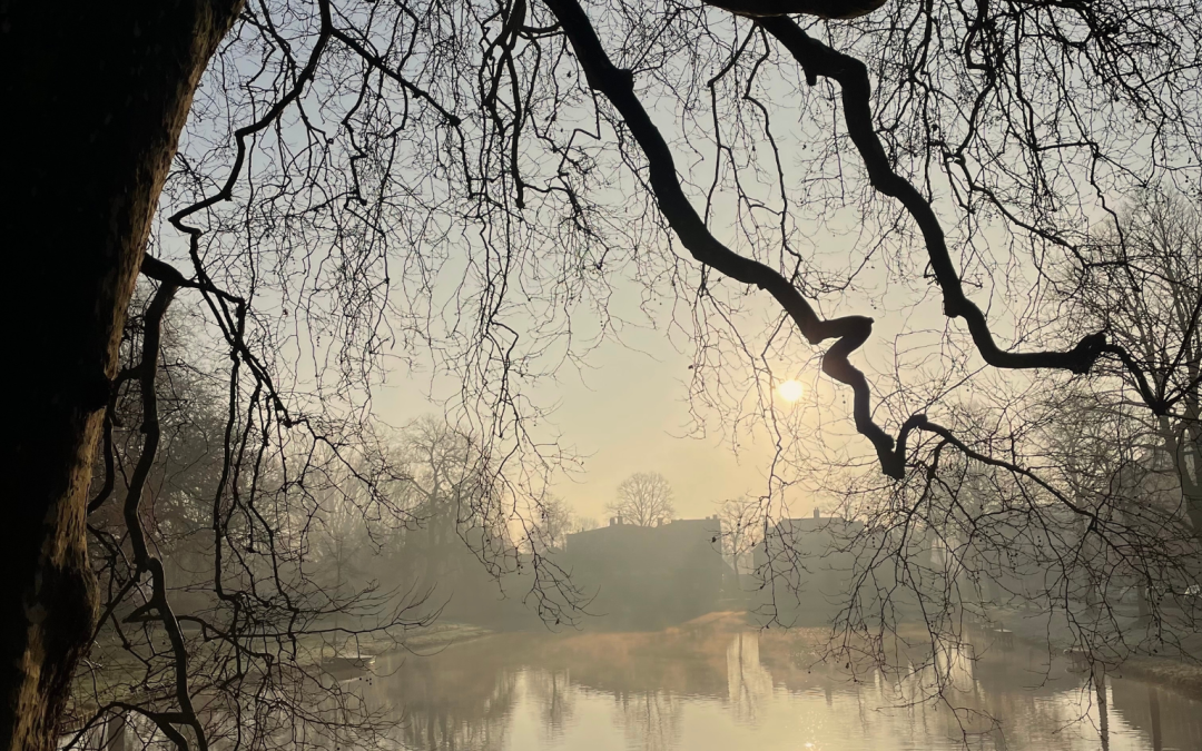 foggy morning with tree and sunrise