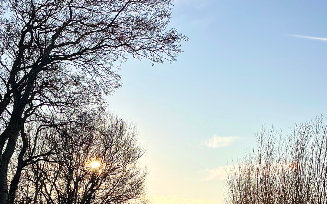 Blue sky, trees, rising sun and a path leading nowhere.